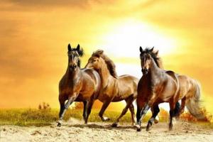 К чему снится табун лошадей: женщине, девушке, беременной, мужчине – толкование по разным сонникам Видеть во сне табун лошадей к чему