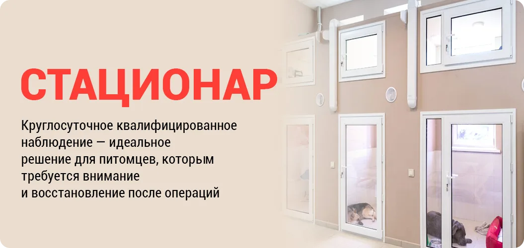 Стационар. Круглосуточное квалифицированное наблюдение для питомцев после операций